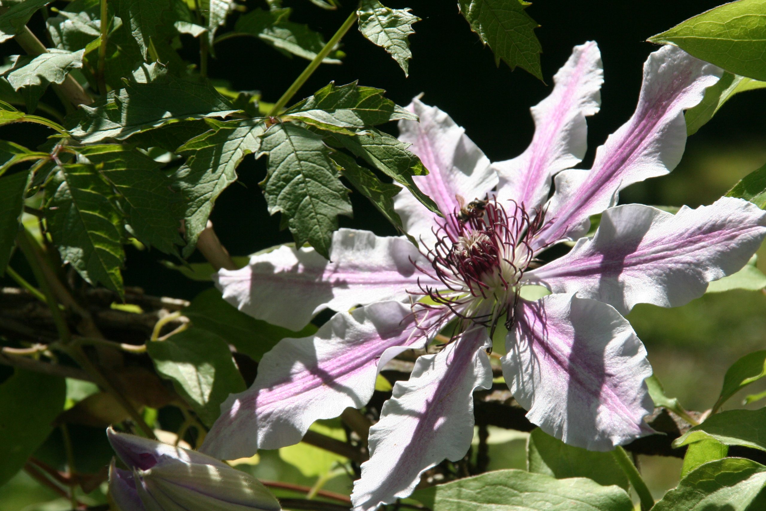 Blüte_RefugiumEhrenberg