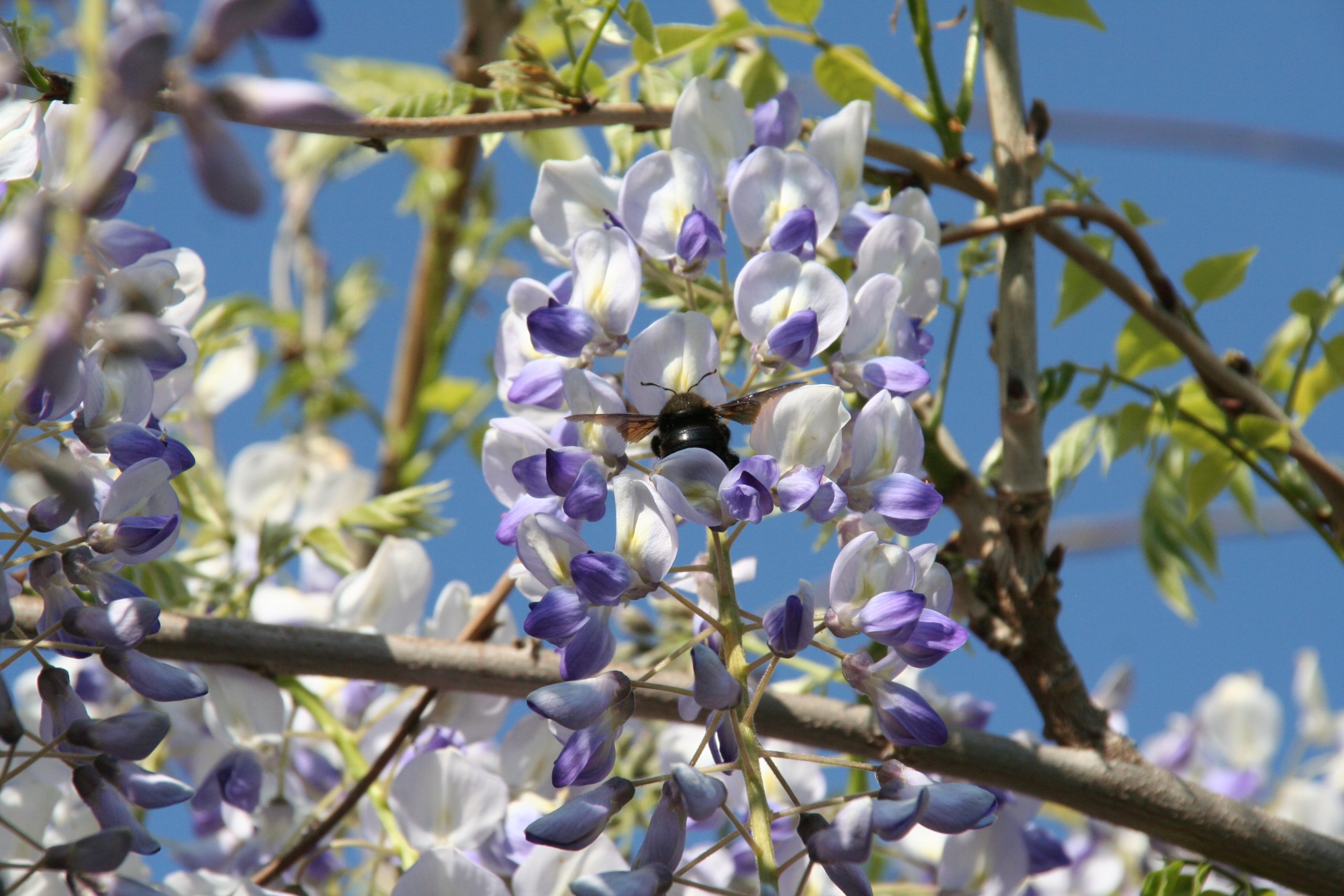 Insektenschutz im Refugium Ehrenberg